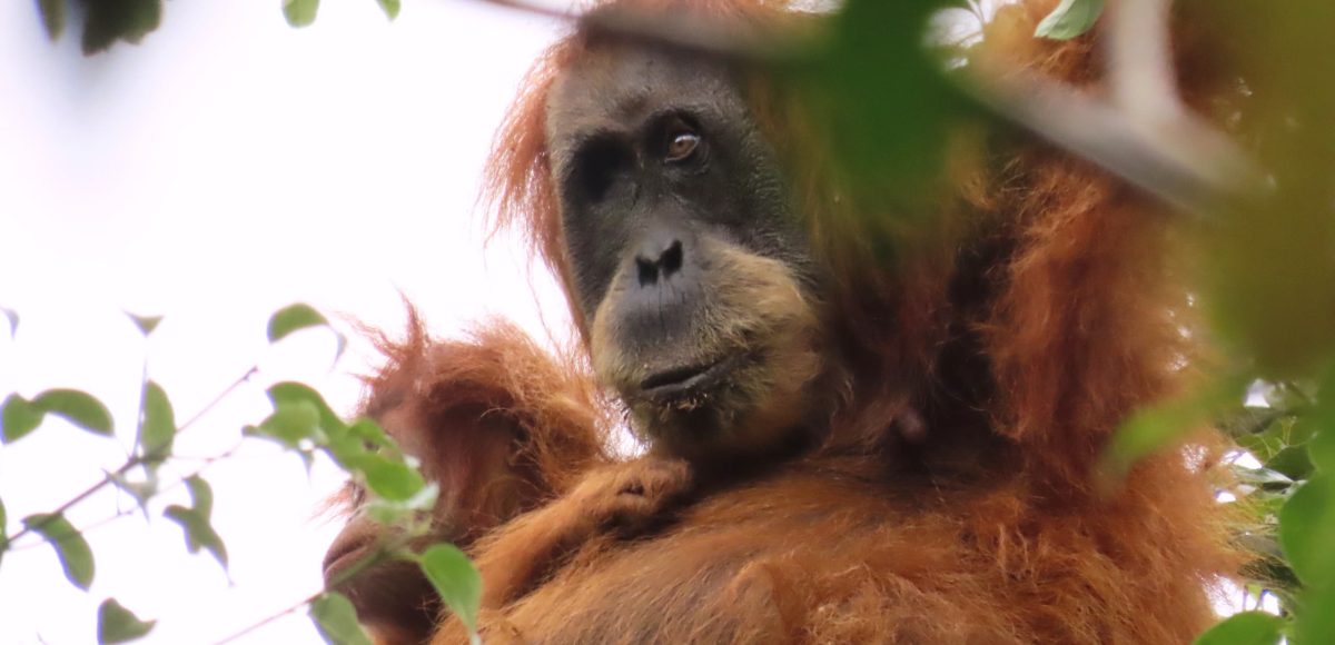 Induk orangutan tapanuli di hutan di Sipirok, Tapanuli Selatan ini diduga mengalami kebutaan di mata sebelah kanannya.