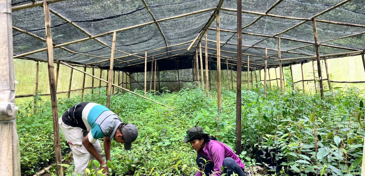 Project Officer GJI, Chandra F.D. Silalahi mengatakan, tanaman itu yakni durian, kayu manis dan tentu saja kemenyan yang banyak tumbuh di sini. Dikatakannya, pertumbuhan bibit yang diupayakan ini secara umum tumbuh sesuai harapan.