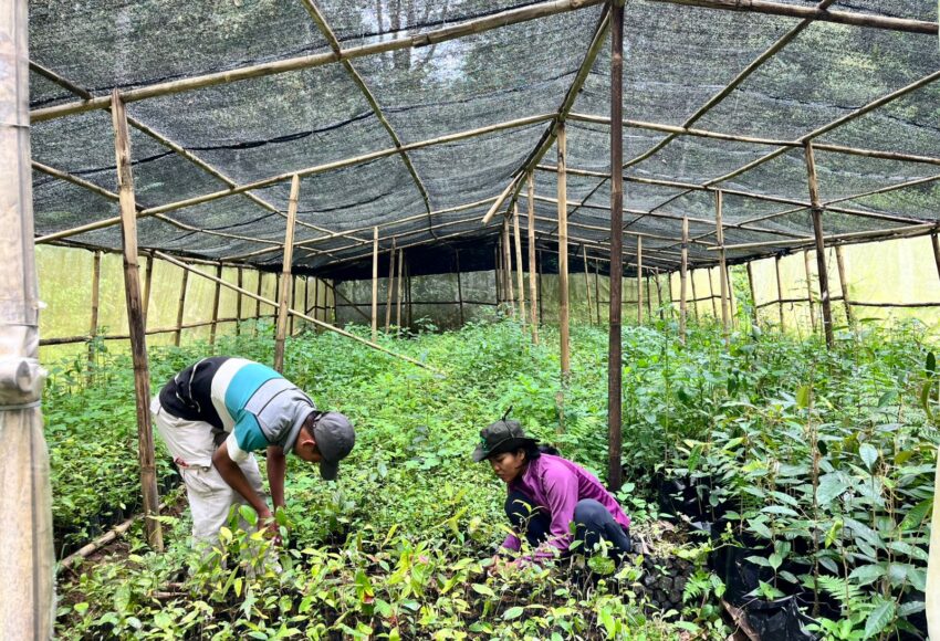 Project Officer GJI, Chandra F.D. Silalahi mengatakan, tanaman itu yakni durian, kayu manis dan tentu saja kemenyan yang banyak tumbuh di sini. Dikatakannya, pertumbuhan bibit yang diupayakan ini secara umum tumbuh sesuai harapan.